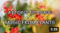 A PROJECT FOR PEACE - Music from plants